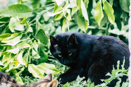 Limassol Cyprus March 13, 2020 View of abandoned domestic cat living in the streets of Limassolの写真素材