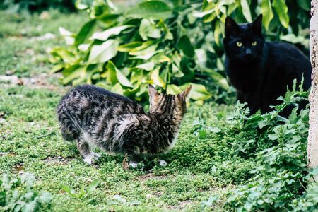 Limassol Cyprus March 13, 2020 View of abandoned domestic cat living in the streets of Limassolの写真素材