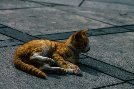 Limassol Cyprus March 13, 2020 View of abandoned domestic cat living in the streets of Limassol