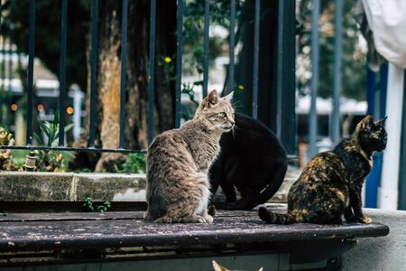 Limassol Cyprus March 13, 2020 View of abandoned domestic cat living in the streets of Limassolの写真素材