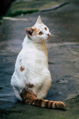 Limassol Cyprus March 13, 2020 View of abandoned domestic cat living in the streets of Limassolの写真素材