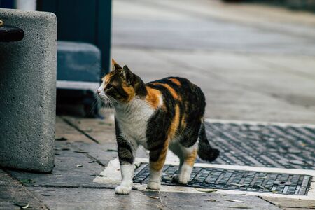 Limassol Cyprus March 13, 2020 View of abandoned domestic cat living in the streets of Limassolの写真素材
