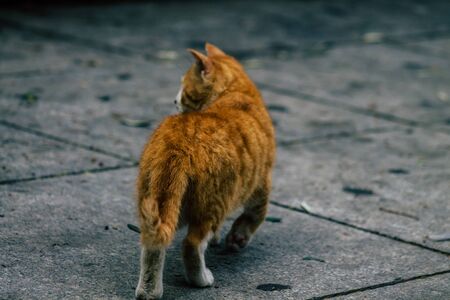 Limassol Cyprus March 13, 2020 View of abandoned domestic cat living in the streets of Limassolの写真素材