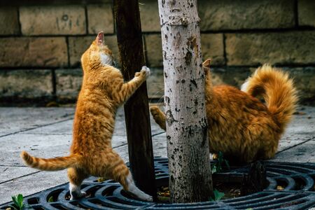 Limassol Cyprus March 13, 2020 View of abandoned domestic cat living in the streets of Limassolの写真素材