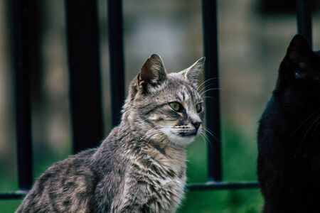 Limassol Cyprus March 13, 2020 View of abandoned domestic cat living in the streets of Limassolの写真素材