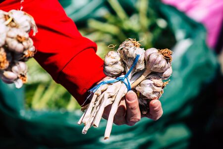 View of various vegetables sold at the market of Limassol in the morningの写真素材