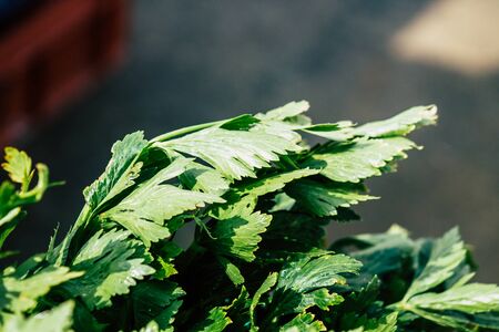 View of various vegetables sold at the market of Limassol in the morningの写真素材