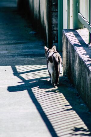 Limassol Cyprus March 19, 2020 View of abandoned domestic cat living in the streets of Limassolの写真素材