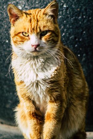 Limassol Cyprus March 19, 2020 View of abandoned domestic cat living in the streets of Limassolの写真素材