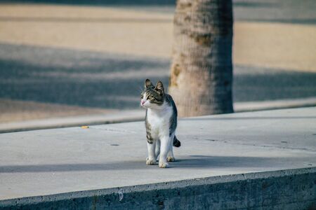 Limassol Cyprus March 19, 2020 View of abandoned domestic cat living in the streets of Limassolの写真素材