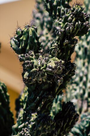 Limassol Cyprus March 19, 2020 View of cactus growing in the streets of Limassol in the afternoonの写真素材