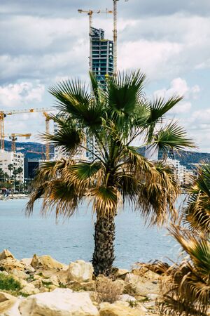 Limassol Cyprus March 20, 2020 View of a palm tree growing in the streets of Limassol in Cyprusの写真素材