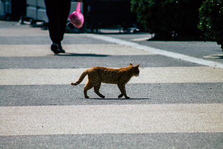 Limassol Cyprus March 20, 2020 View of abandoned domestic cat living in the streets of Limassolの写真素材