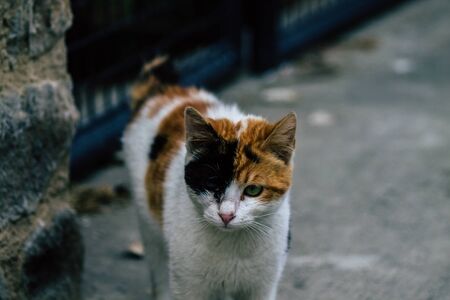Limassol Cyprus March 20, 2020 View of abandoned domestic cat living in the streets of Limassolの写真素材