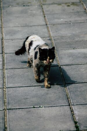 Limassol Cyprus March 20, 2020 View of abandoned domestic cat living in the streets of Limassolの写真素材