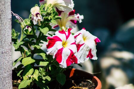 Limassol Cyprus March 24, 2020 View of flowers growing in the streets of Limassol in Cyprus islandの写真素材