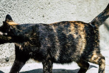 Limassol Cyprus March 24, 2020 View of abandoned domestic cat living in the streets of Limassol in...