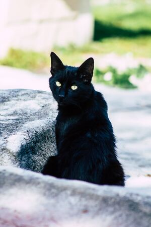 Limassol Cyprus March 24, 2020 View of abandoned domestic cat living in the streets of Limassol in Cyprus islandの写真素材