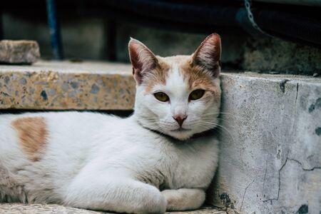 Limassol Cyprus March 26, 2020 View of domestic cat living in the streets of Limassol in Cyprus islandの写真素材