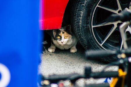 Limassol Cyprus March 26, 2020 View of domestic cat living in the streets of Limassol in Cyprus islandの写真素材