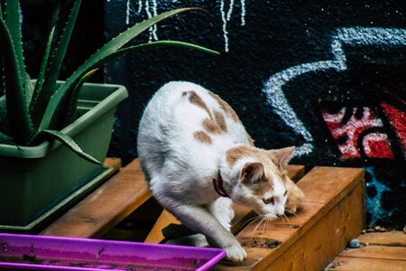 Limassol Cyprus March 26, 2020 View of domestic cat living in the streets of Limassol in Cyprus...