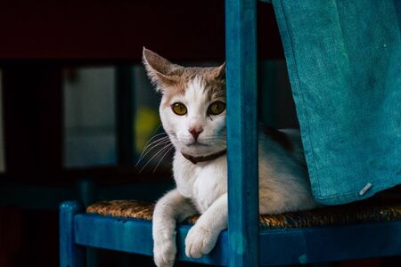 Limassol Cyprus March 26, 2020 View of domestic cat living in the streets of Limassol in Cyprus...
