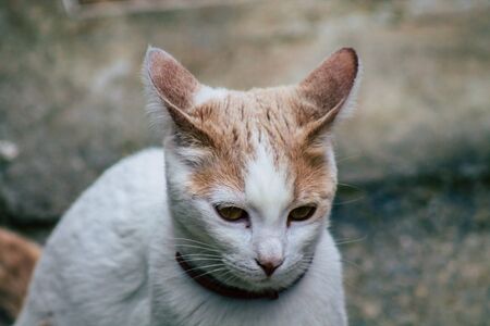 Limassol Cyprus March 26, 2020 View of domestic cat living in the streets of Limassol in Cyprus...