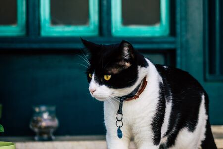 Limassol Cyprus March 28, 2020 View of domestic cat living in the streets of Limassol in Cyprus islandの写真素材