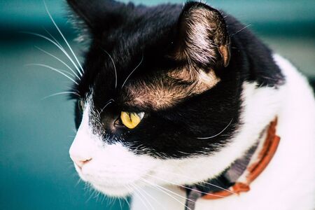 Limassol Cyprus March 28, 2020 View of domestic cat living in the streets of Limassol in Cyprus islandの写真素材