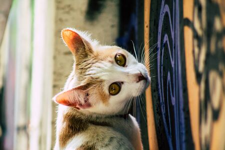 Limassol Cyprus March 28, 2020 View of domestic cat living in the streets of Limassol in Cyprus islandの写真素材