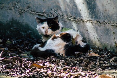 Limassol Cyprus April 01, 2020 View of domestic cat living in the streets of Limassol in Cyprus...