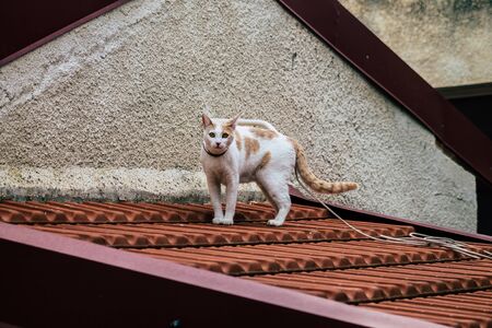 Limassol Cyprus April 01, 2020 View of domestic cat living in the streets of Limassol in Cyprus islandの写真素材