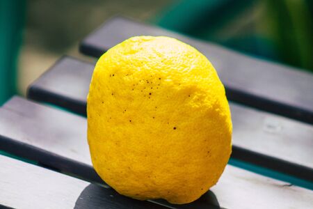 Limassol Cyprus April 06, 2020 View of various lemons growing in the streets of Limassol in Cyprusの写真素材