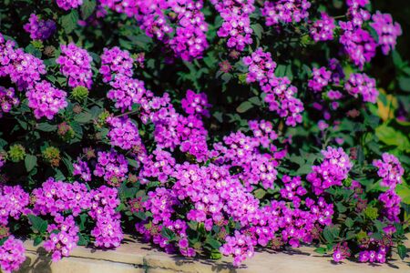 Closeup of various colorful flowers growing on the street in spring