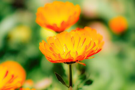 Closeup of various colorful flowers growing on the street in spring