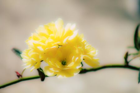 Closeup of various colorful flowers growing on the street in spring