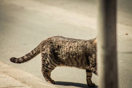 Limassol Cyprus April 16, 2020 View of domestic cat living in the streets of Limassol in Cyprus islandの写真素材
