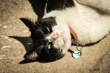Limassol Cyprus April 16, 2020 View of domestic cat living in the streets of Limassol in Cyprus...
