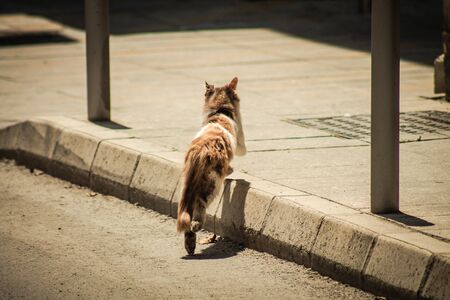 Limassol Cyprus April 16, 2020 View of domestic cat living in the streets of Limassol in Cyprus islandの写真素材
