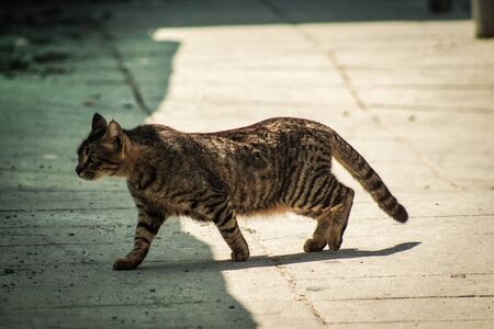 Limassol Cyprus April 16, 2020 View of domestic cat living in the streets of Limassol in Cyprus islandの写真素材