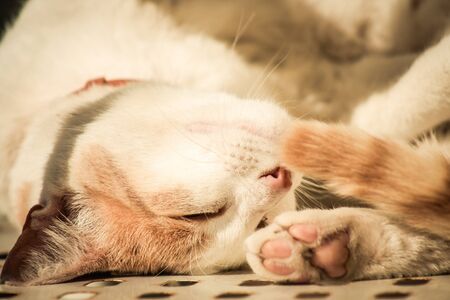Limassol Cyprus April 16, 2020 View of domestic cat living in the streets of Limassol in Cyprus islandの写真素材