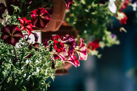 Limassol Cyprus April 18, 2020 Closeup of colorful flowers from a growing in a public garden in Cyprus islandの写真素材