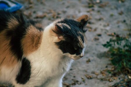 Limassol Cyprus May 01, 2020 View of domestic cat living in the streets of Limassol in Cyprus islandの写真素材
