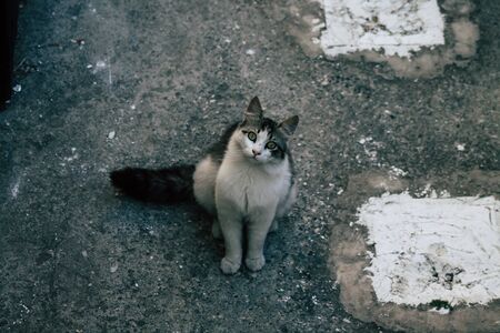 Limassol Cyprus May 01, 2020 View of domestic cat living in the streets of Limassol in Cyprus islandの写真素材