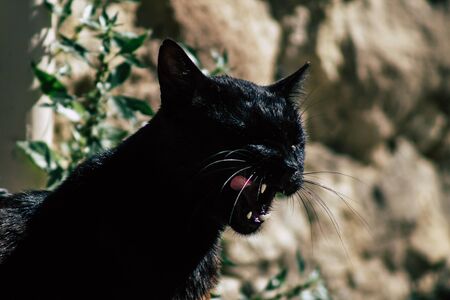 Limassol Cyprus May 05, 2020 View of domestic cat living in the streets of Limassol in Cyprus islandの写真素材