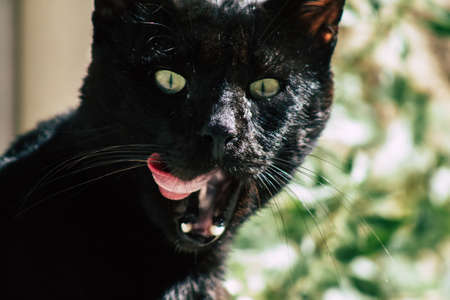 Limassol Cyprus May 05, 2020 View of domestic cat living in the streets of Limassol in Cyprus islandのeditorial素材