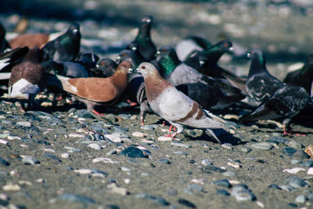 View of various pigeons eating on the beach of Limassol in Cyprus islandの写真素材