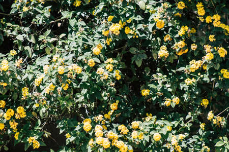 Closeup of colorful flowers growing in a public garden in Cyprus island