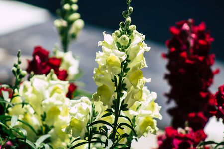 Limassol Cyprus May 10, 2020 Closeup of colorful flowers growing in a public garden in Cyprus islandの写真素材