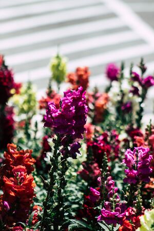 Limassol Cyprus May 10, 2020 Closeup of colorful flowers growing in a public garden in Cyprus islandの写真素材